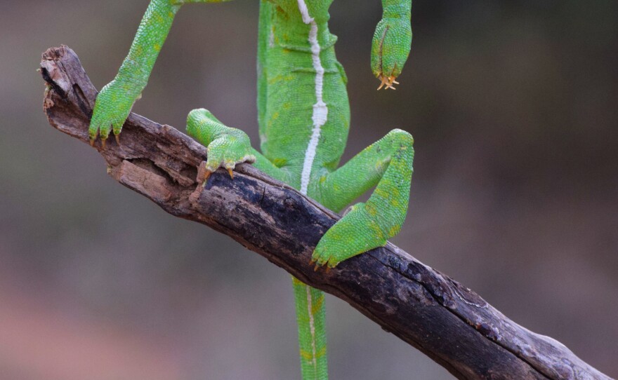 <em>The Green Stylist</em> in Western Ghats