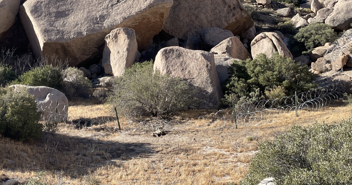 Endangered ram dies after getting caught in concertina wire at US-Mexico border