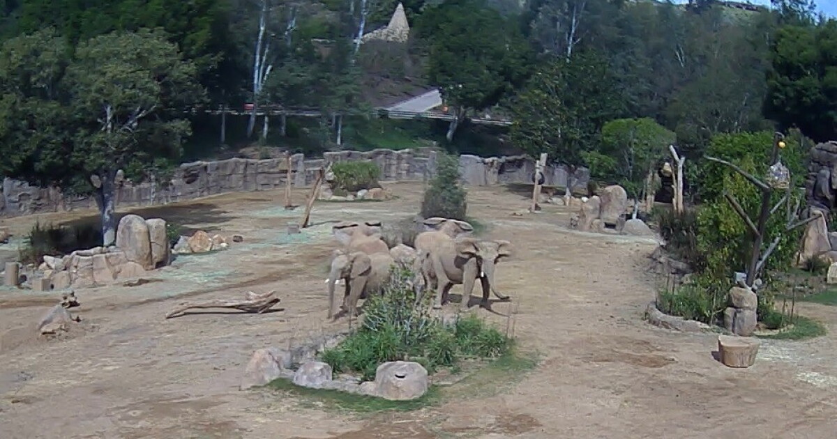 Elephants are formed in San Diego, a “alert circle” during the earthquake