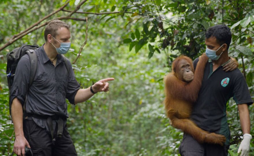 Chris Morgan joins Mukhlis as he carries Udin into the forest to be released. Soon Udin will be free in the Jantho Nature Reserve, Aceh, Sumatra, Indonesia.