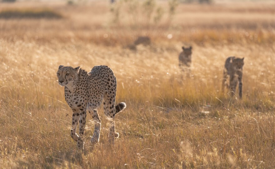 Pobe the cheetah's cubs must stick close to her in an area crawling with dangerous lions.