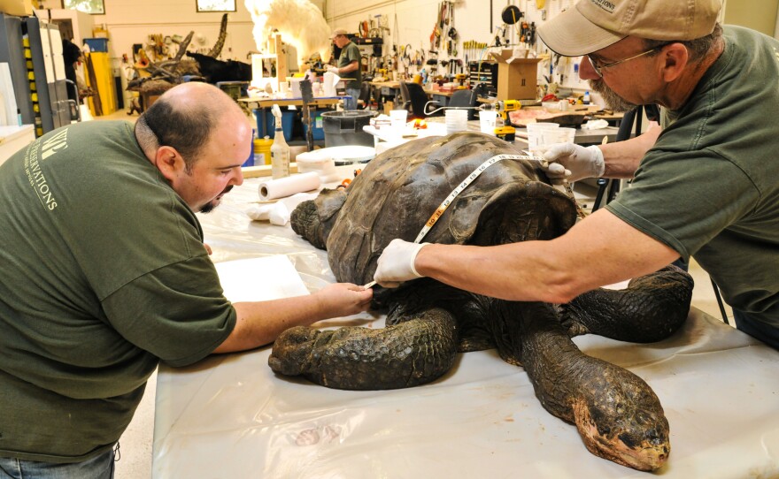 George Dante (left) and his colleague James Grill measure Lonesome George shortly after his arrival in the Wildlife Preservations office in Woodland Park, New Jersey.