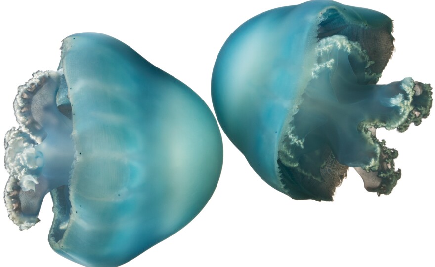 Cannonball Jellyfish Stomolophus meleagris Specimen No. 240; bells are 3 inches across; Kamo Aquarium, Tsuruoka, Yamagata, Japan