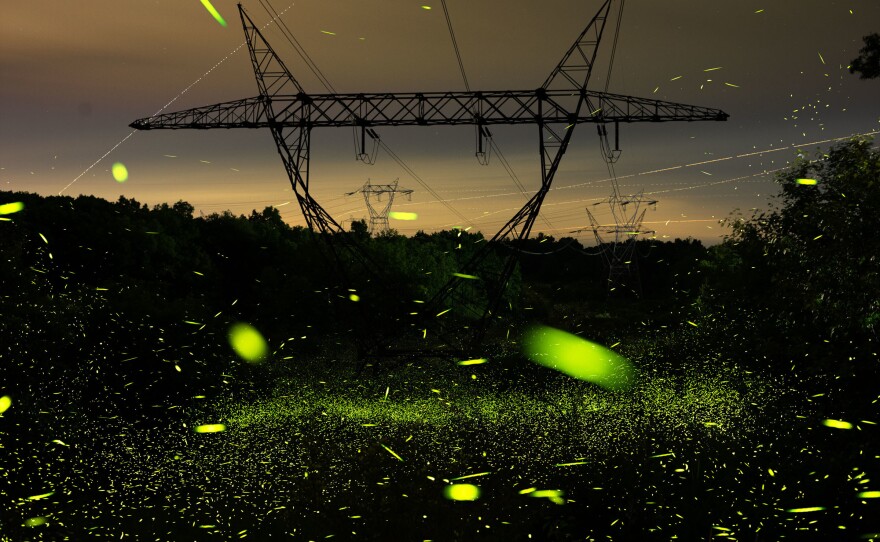Fireflies over and along a state highway in June outside West Athens, N.Y.