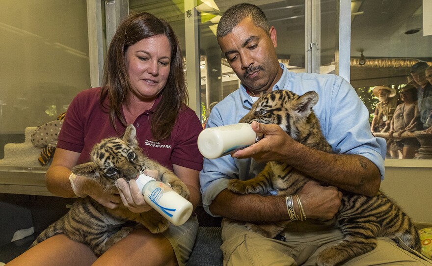 A Sumatran tiger cub and a Bengal tiger cub are fed at the San Diego Zoo Safari Park, Sept. 12, 2017.