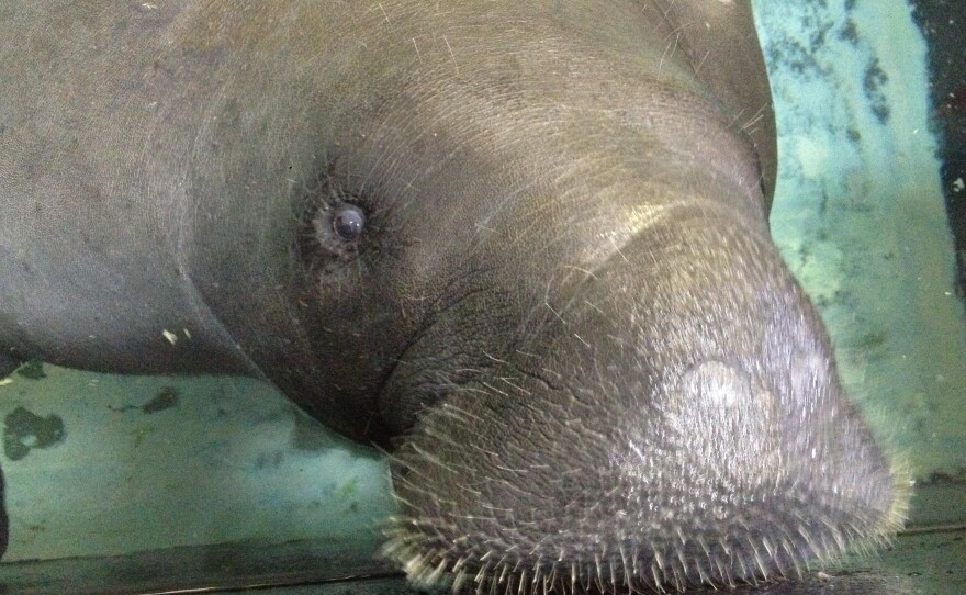 Snooty the manatee, seen here in 2013, died after becoming trapped in an underwater plumbing area, according to the South Florida Museum in Bradenton, Fla.