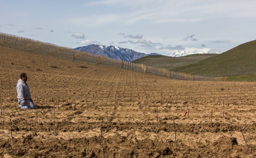 A worker takes a break after planting young Cosmic Crisp trees in an orchard near Wenatchee, Wash.