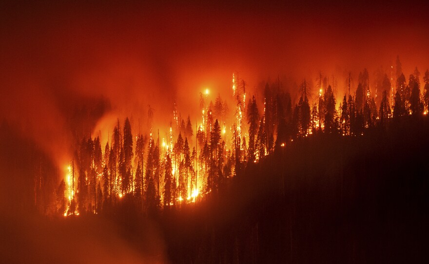 When large amounts of underbrush and dead material accumulate in forests, it fuels more intense fires that carry flames to the tops of older trees, killing them, like in California's 2025 Garnet fire.