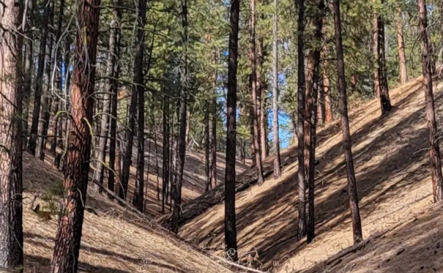 Ponderosa pine trees shade the climb through the Little Pend Oreille National Wildlife Refuge.