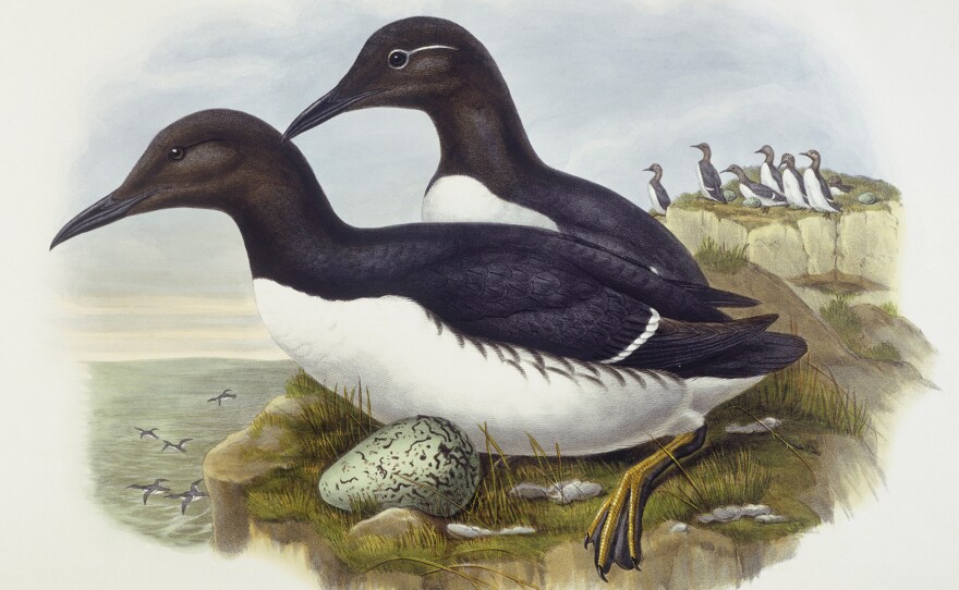 The common murre (Uria aalge), which was a source of eggs for San Francisco's egg rush. Engraving by John Gould, William Hart, H. C. Richter.