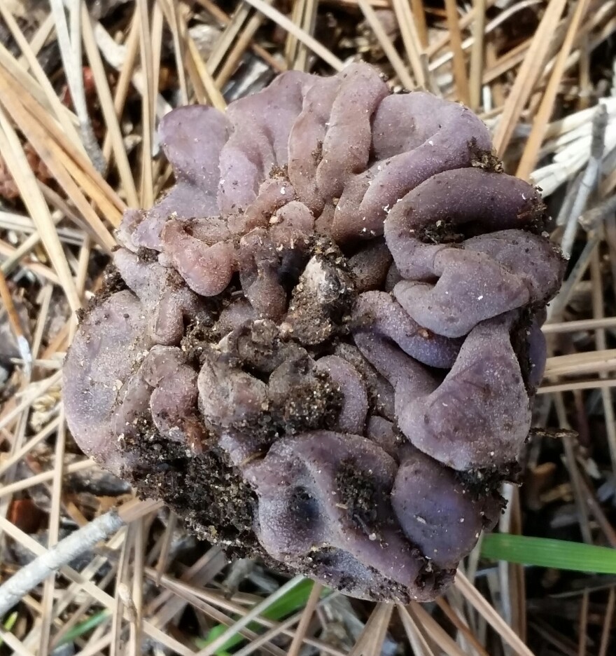 Which San Diego Mushrooms Are Poisonous? KPBS Public Media