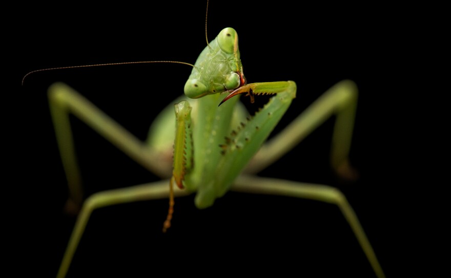 This springbok mantis was photographed at the Auckland Zoo in New Zealand.