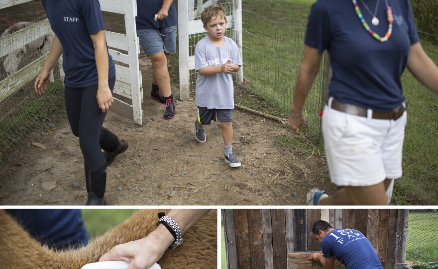 (Top) Breindel (from left), Sharron Payne, Blake Sheridan and McKee head over to the goat pen after microchipping an alpaca. (Left)<strong></strong> McKee scans a microchip she just implanted in Geoff the alpaca. (Right)<strong></strong> Morales boards up the chicken coop.