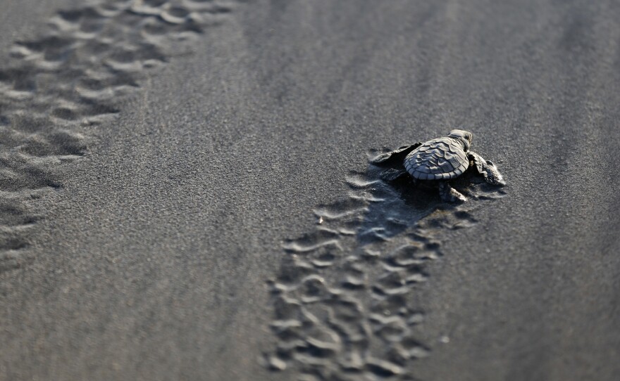 A baby turtle is released into the ocean in Bali, Indonesia, Tuesday, June 9, 2020, part of a  campaign to save the endangered Lekang sea turtles. (AP Photo/Firdia Lisnawati)