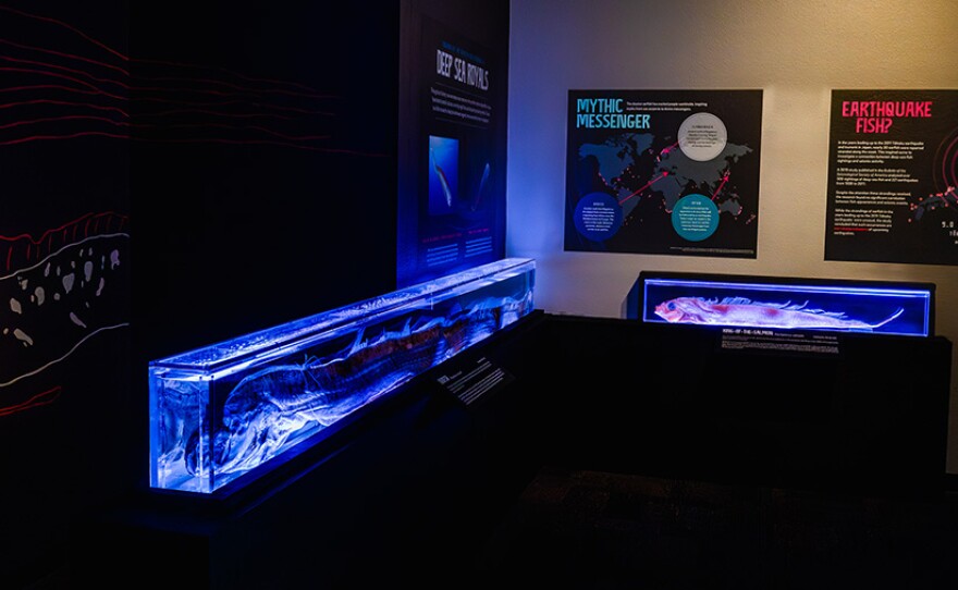 Birch Aquarium Unveils Oarfish Exhibition