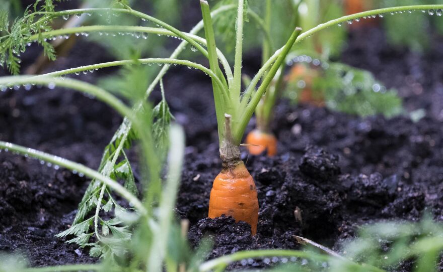 An environmental group is holding a vegetarian festival on Earth Day. But members of the German city's council want the group to serve local meat at the event. Lettuce discuss.