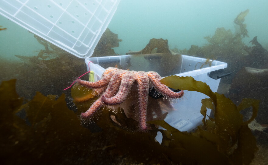 Pesto the 3-year-old star emerges into the kelp forest for the first time.
