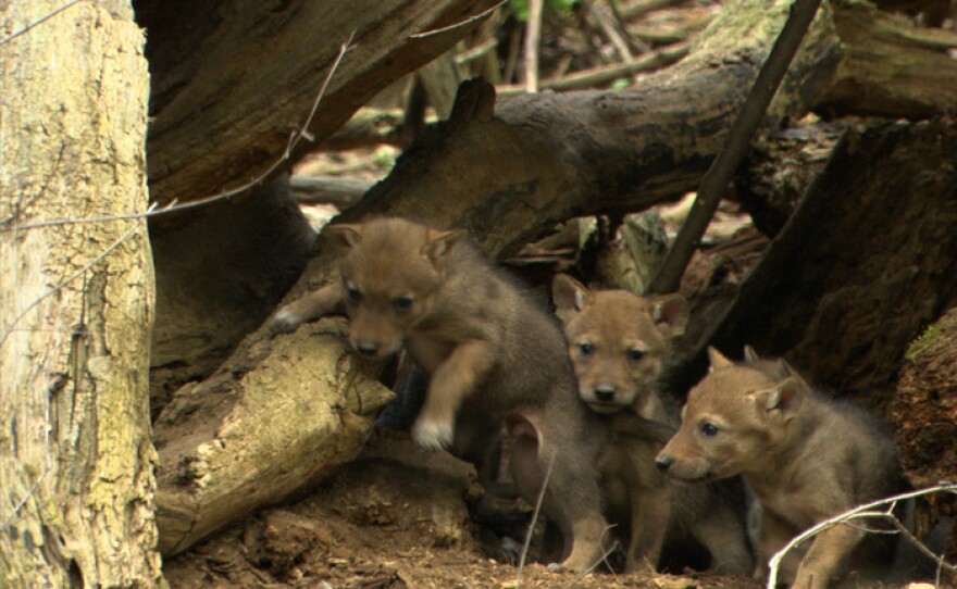 Group shot of coyote pups, part of Stan Gehrt's research.