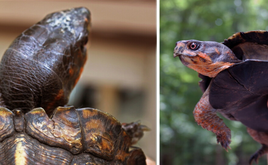 Box Turtle Without Shell How do you save the beloved box turtle? A 100-year-long study | KPBS ...