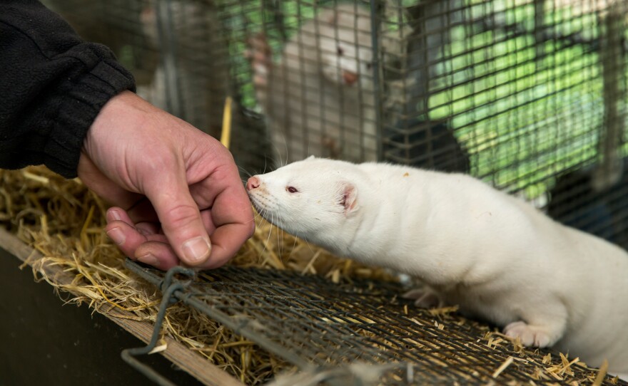 In late 2020, an outbreak of COVID among mink on fur farms led Denmark to cull 17 million animals. The photo was taken at the farm run by Stig Sørensen in Bording on Nov. 7, 2020.