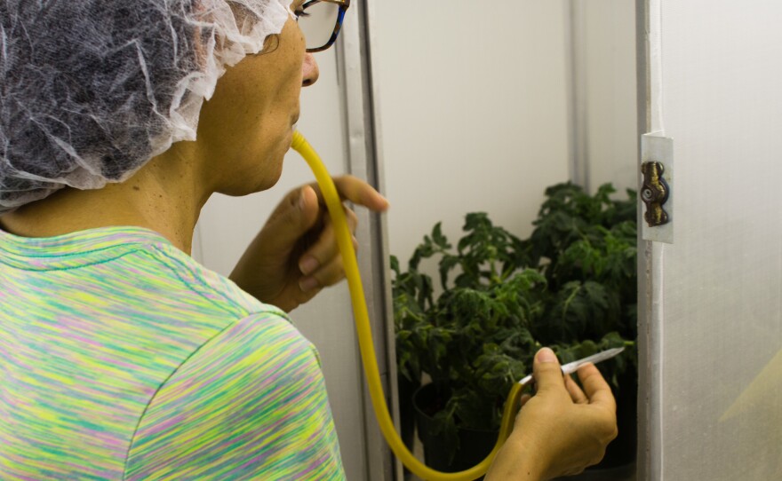 Alba Nava uses an aspirator to gather virus-carrying whiteflies that have been feeding on tomato plants at the University of Florida.