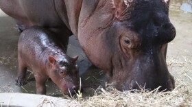 The baby calf and mother Bibi are healthy, and the zoo says they are "inseparable."