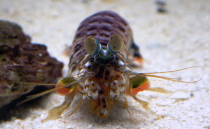 A male mantis shrimp reflects a particular type of polarized light from the surface of parts of its body. That reflected light serves as a secret signal that only other shrimp can see.