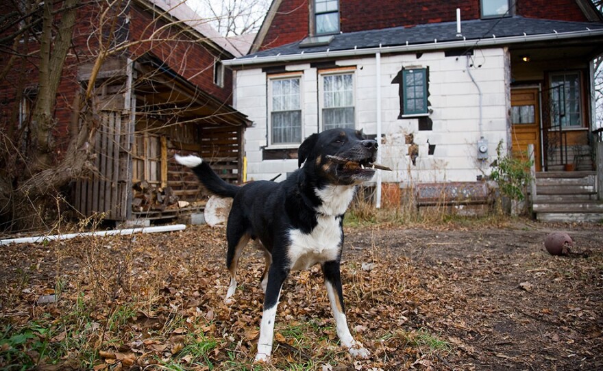 Philip's dog, Gratiot — a name he shares with a county and other Michigan landmarks — in his back yard.