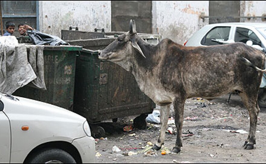 A cow eyes a garbage bin in New Delhi.