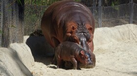 A newborn hippo and its mother stand side by side at the San Diego Zoo in this undated photo. 