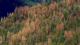 California's drought and bark beetle epidemic have killed an estimated 40 million trees since 2010 in the central and southern Sierra.