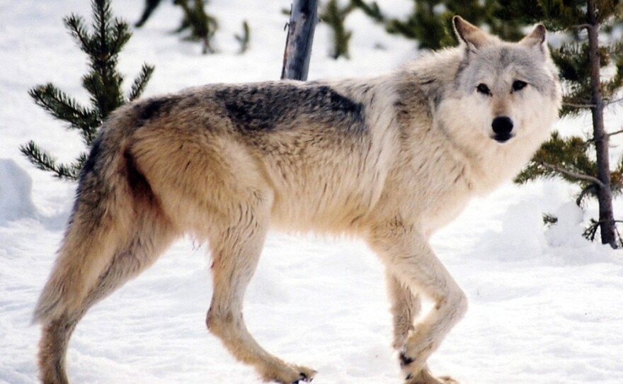 A gray wolf in the wild. Park officials say hunting restrictions in place in parts of of Montana have protected Yellowstone's wolves from a repeat of a 2009 hunt in which four Yellowstone wolves were shot.