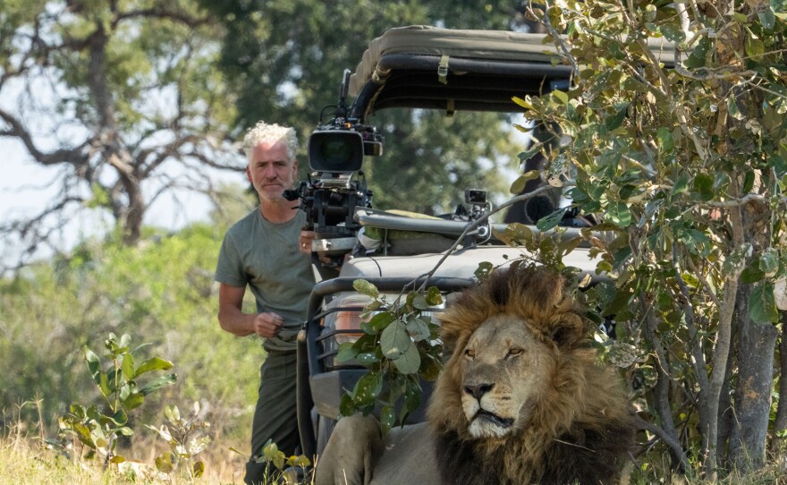 Wildlife cinematographer Gordon Buchanan films one of the dominant male lions, Madumo, as he surveys his territory.