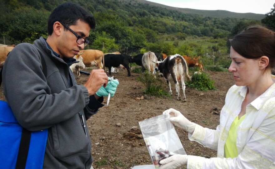 Disease detective Neil Vora of the Centers for Disease Control and Prevention looks for the new smallpox-like virus in Georgian cattle.