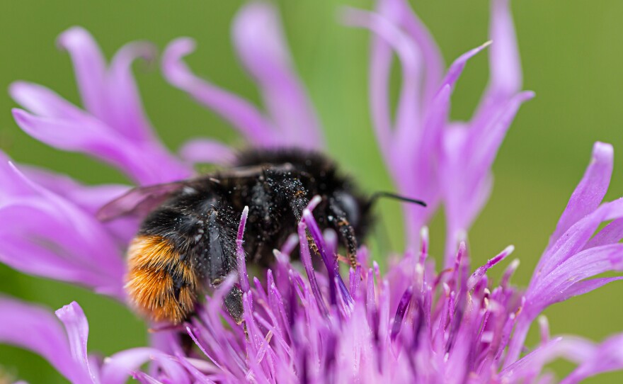 A Red-Tailed Bumblebee pollinating a meadow flower.