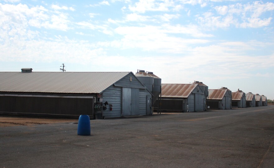 This Foster Farms ranch near Merced, Calif., had higher prevalence for salmonella, so the company started testing everywhere to find it. It turned out the contamination was concentrated inside the houses.