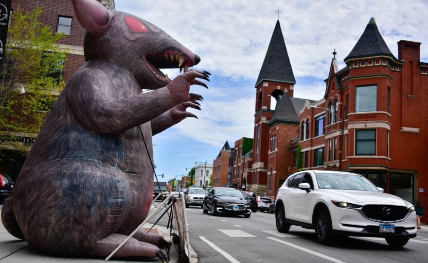 Where there are labor disputes, Scabby the Rat — in this case deployed by a local union in Chicago — will be there to call attention to workers' rights.