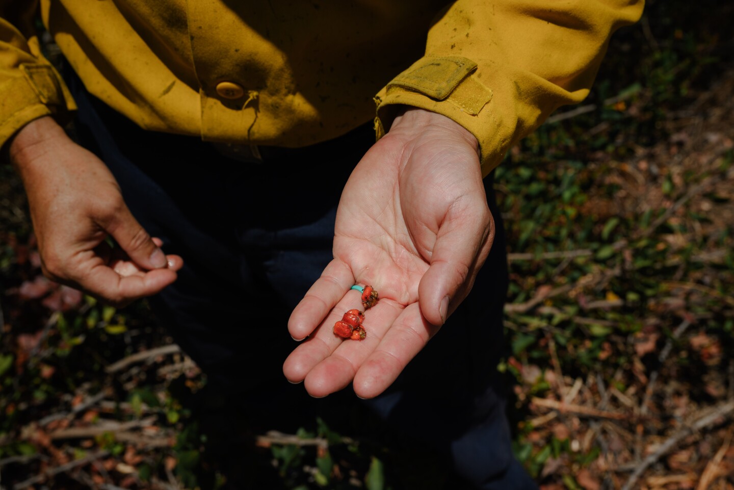 Chula Vista Fire Captain Andy Wilson holds a lemonade sumac berry as his team clears a section of overgrown sumac in the canyon next to Kumeyaay Park on June 25, 2024.