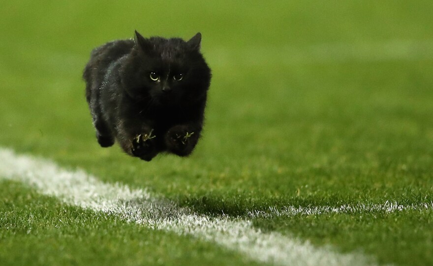 A black cat enters the field during a rugby match in Sydney. We think they'd be a good contender in the Cat'lympics.