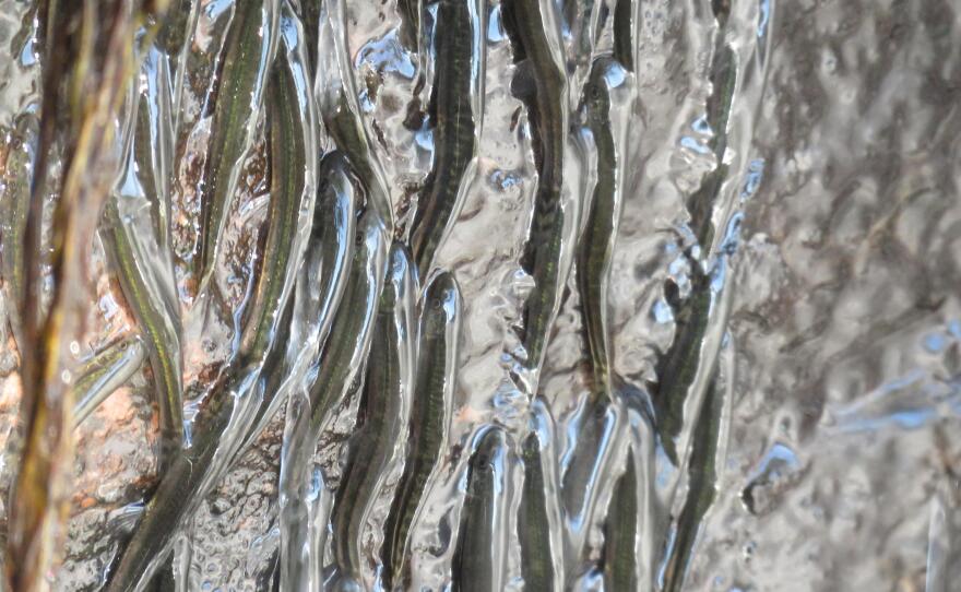 Shellear fish have certain anatomical traits making it possible for them to climb as well as swim.