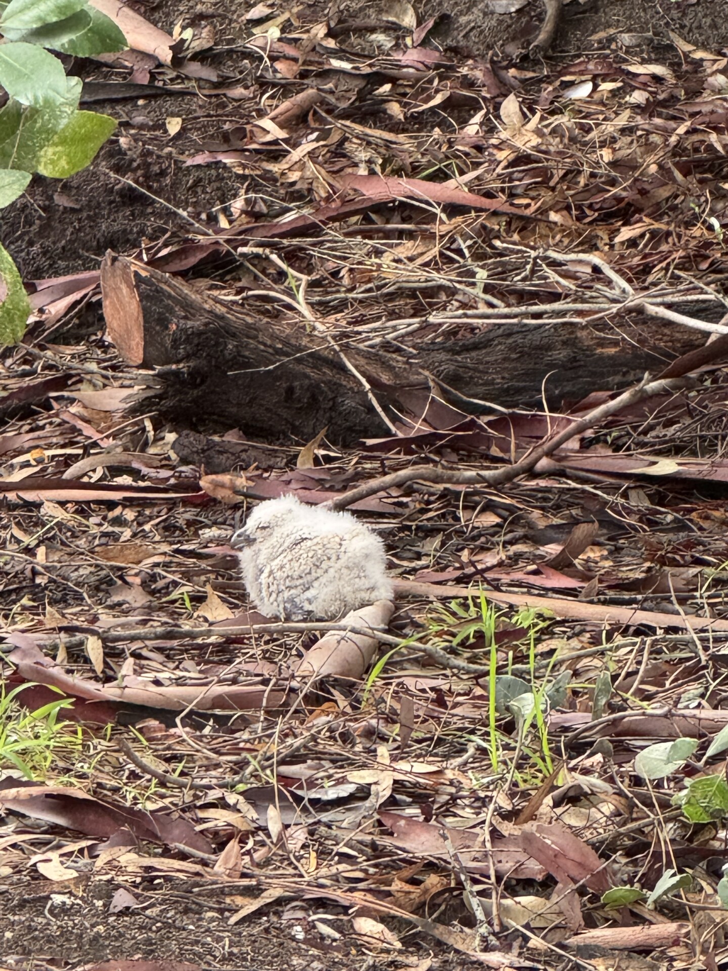 The nestling Sophia Alexander helped to rescue is shown in Bay Park on March 12, 2025.