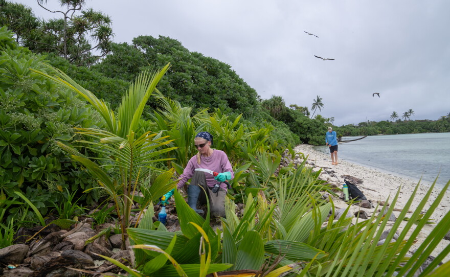 Katie Baur, a conservation science volunteer on Palmyra Atoll, saws down invasive coconut palms. More than a million palm trees and sprouts have been removed from the atoll.