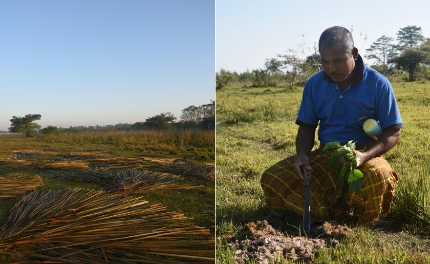 Left: Tree bark is fanned out on the ground to be dried and used as building material for local houses. The traditional homes fashion walls out of sheets made from the strips of bark. Right: Payeng holds stalks of herbs he has just cut and examines elephant dung left in a clearing in his forest. A herd of some 115 wild elephants has been visiting the island since the reforestation.