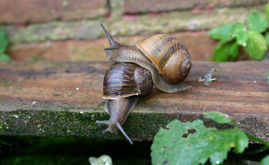 The two snails have been observed "flirting," scientists say.