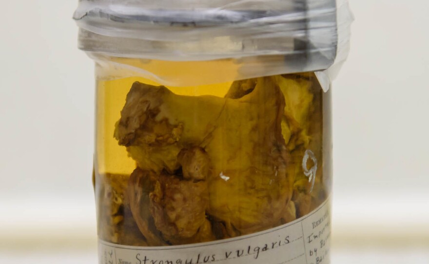 The national parasite collection includes specimens of animal tissue containing worms. Above: tissue (and roundworm) from a zebra imported from Africa for the Barnum and Bailey circus in 1911.