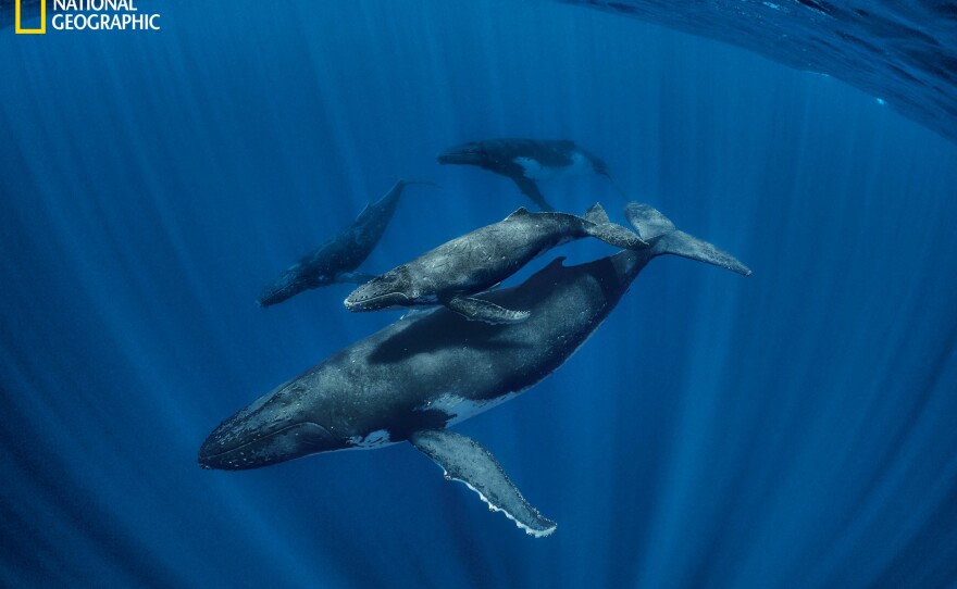 A humpback cow and calf are joined by two males in the Cook Islands. Males escort females with calves in hopes that they will be the next ones to mate with the mothers. Calves emit soft, whisper-like squeaks, perhaps to avoid being overheard by predators. Adult males sing in low, guttural moans and high-pitched whoops and screeches.