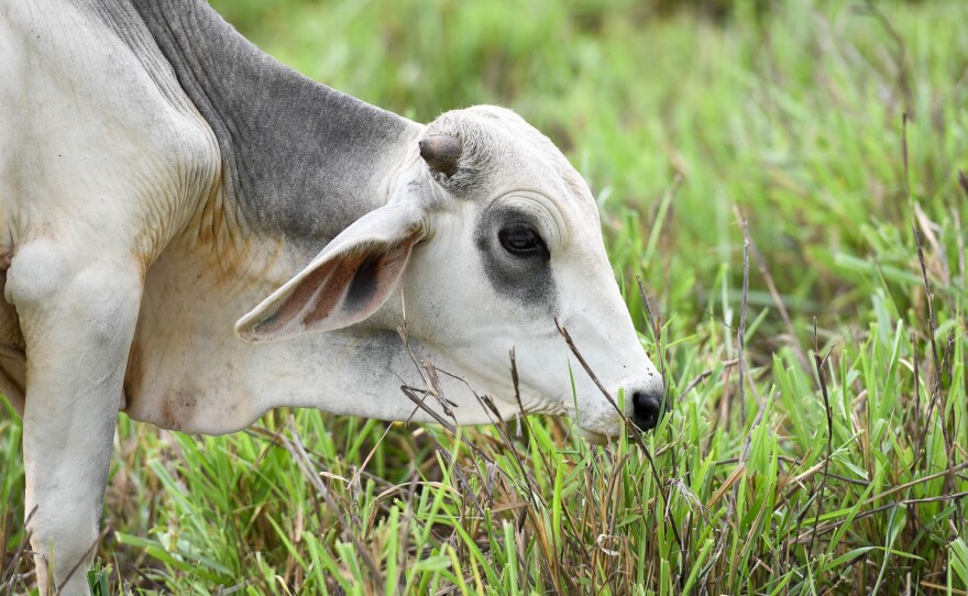 Cattle grow faster, and cause less damage to the environment, when they have better grass to eat.