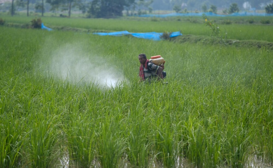Rice paddies cultivated by the farmers of Morrelganj in Bangladesh. Climate change has led to more storms that drive saline water into their growing areas. Instead of harvesting three crops a year they might only be able to raise one.