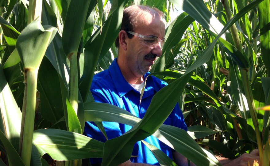 Stephen Denys, an executive at a small seed company, is conducting an experiment with neonic-coated seeds.