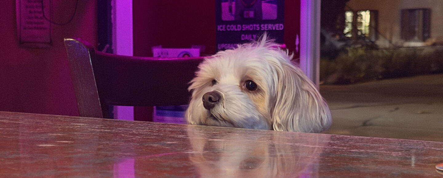 A dog sits at the bar at Cheers in University Heights. According to Voice of San Diego reporter and dive bar enthusiast Jakob McWhinney, a dive bar is a place "where you can be known" and where people build community.